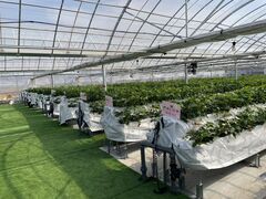 �X�̂������̎ʐ^1