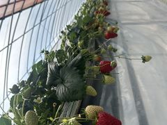 ���܂���̒����_���ւ̓��e�ʐ^1