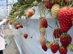 �����t�@�[���̎ʐ^2