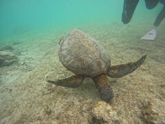 �}�[���{�Ó��̎ʐ^1