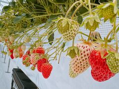 �@���������t�@�[���̎ʐ^3