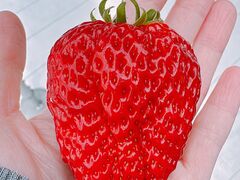 �@���������t�@�[���̎ʐ^4