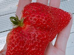 �@���������t�@�[���̎ʐ^5