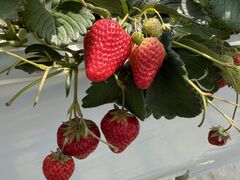 ���z�l�_���̎ʐ^1