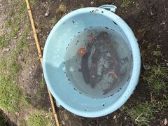 ���Âܗ{����̎ʐ^1