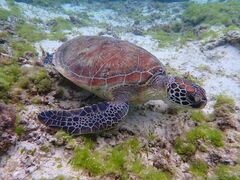 �͓�����̉����V�[�����h�ւ̓��e�ʐ^1