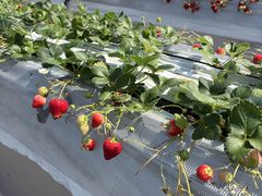 ���т�䕉��̎ʐ^1