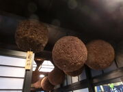 ���䂳��̓V����̓��e�ʐ^2