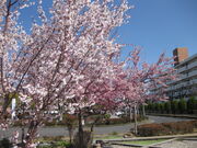 ��������񂳂�̖��S���R�w�̓��e�ʐ^3