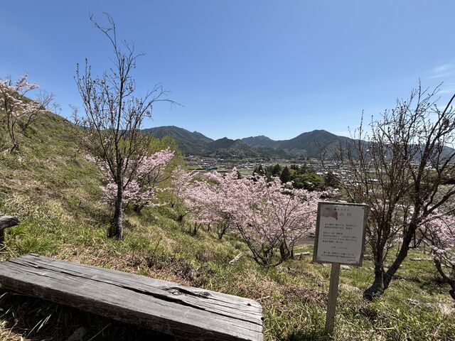 yuki����̍��̎R���؉��̓��e�ʐ^1