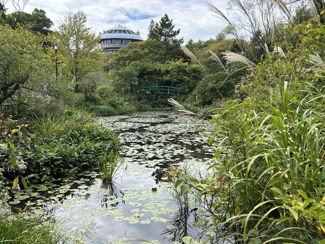 �s���N�̔L����̃K�[�f���~���[�W�A����b�̓��e�ʐ^2