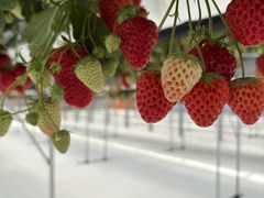 �X�g���N�X�K���e���̎ʐ^1