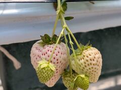 �A�N�A���}�� ���쉀�̎ʐ^1