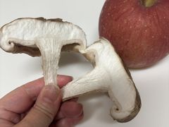 �A�X�^�l�̎ʐ^4