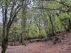 �t�W���}�g���b�N�c�A�[�̎ʐ^1