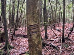 �t�W���}�g���b�N�c�A�[�̎ʐ^2