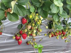 �Ëv��l�ό��_���̎ʐ^1