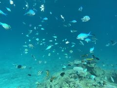 �K��r�[�`�}���� SOL marine�̎ʐ^1