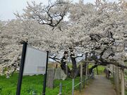 �����ڂ�����̐Ε����̓��e�ʐ^1