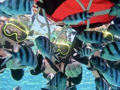 �̓��A�@Dive�@�����̎ʐ^1