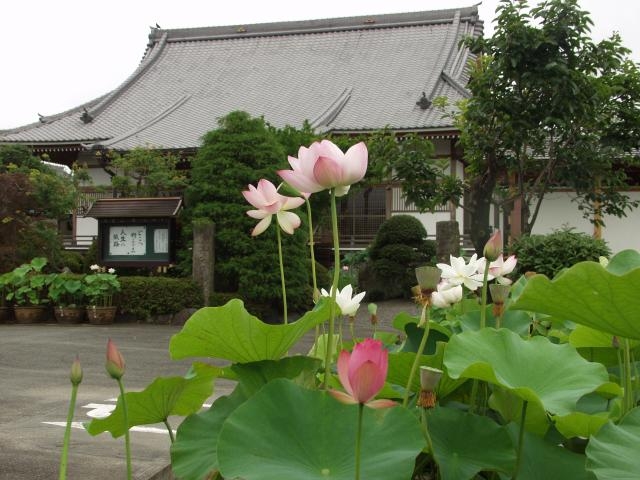 ������_������