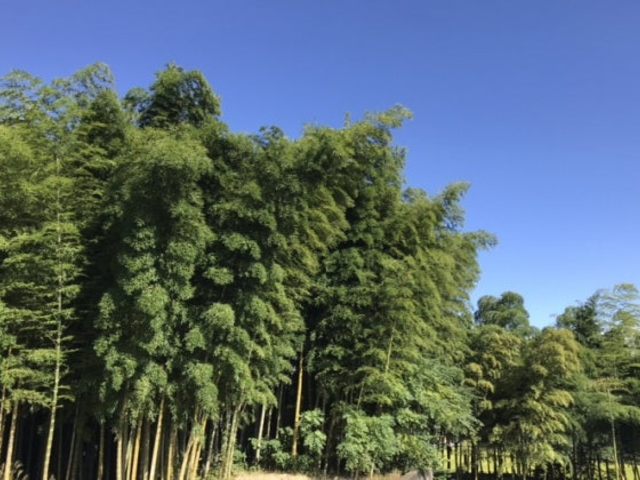 ���E�\�E�`�N�сi�{�o�^�V�R�L�O���j_��Ɖ@