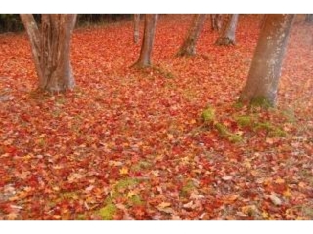 ���~���̎ʐ^1