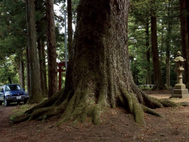 �ِ_�Ђ̃��~�̖�_�����ِՁi�ِ_�Ёj