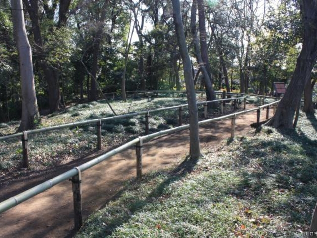 �V���L�˂̎ʐ^1