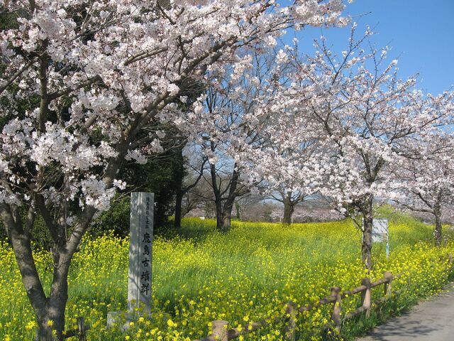 �����Õ��Q�̎ʐ^1