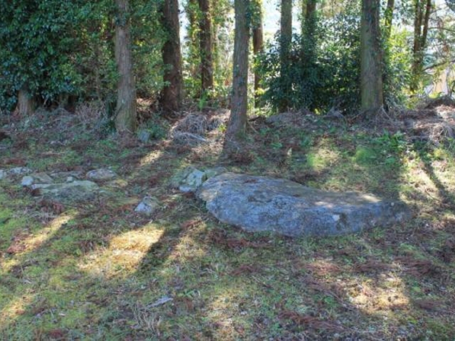 �K�R�x�Ε�Q�̎ʐ^1