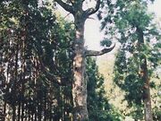 ��t�̃R�E���}�L�̎ʐ^1