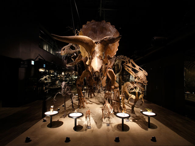 19�̂̋����S�g���i�I_��D������������