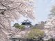 岡崎城の写真2