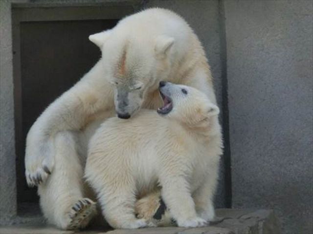 ������net���[�U�[�̓��e�ʐ^_�~�R������