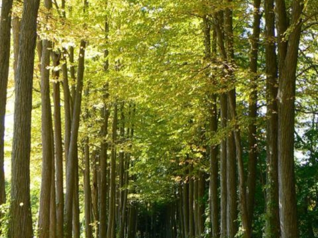 �^�둺���؉�