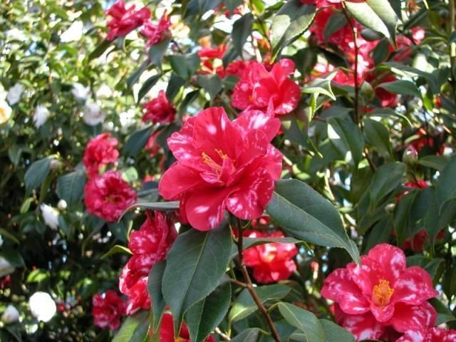 ���E�̒֊فE���