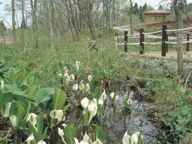 �쑐���̃~�Y�o�V���E_�R�`�s�쑐��