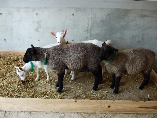 �͖k�������������̎ʐ^1