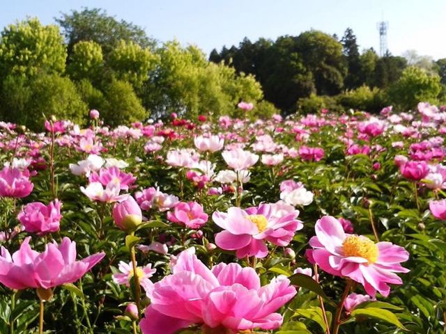 園木華堂牡丹 index-jp - Peony Garden Tokyo