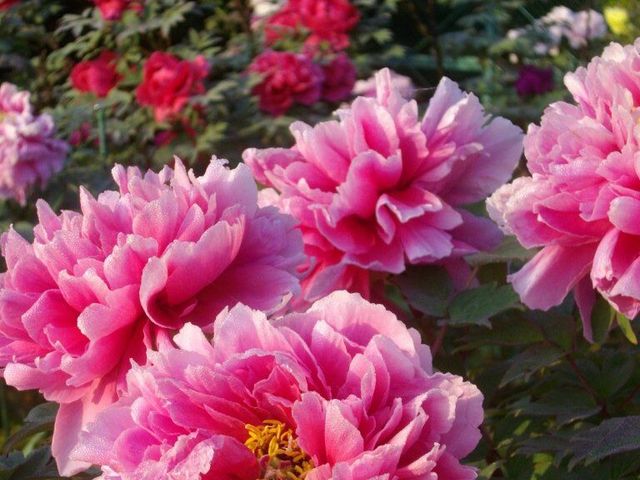 つくば牡丹園 Peony Garden Tokyo in Tsukuba】アクセス・営業