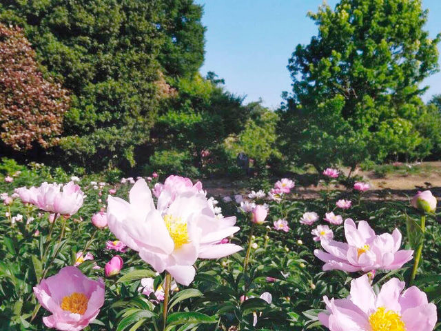 ΉO@Peony Garden Tokyo in Tsukuba