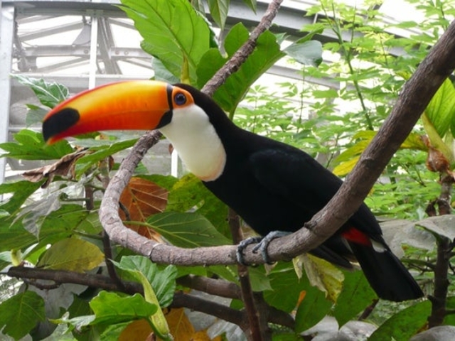 �䓪���� �剷���u�Ԃ��傤�V�فv_�䓪�����u�Ԃ��傤�V�فv