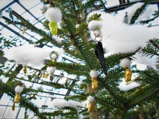 �䓪�����u�Ԃ��傤�V�فv