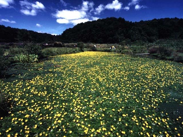 �A�T�U_�ԔV�]�̋�