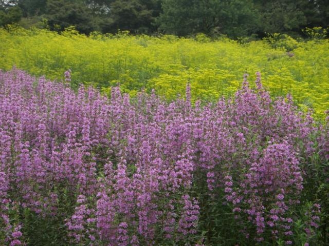 �~�\�n�M�ƃI�~�i�G�V_�ԔV�]�̋�