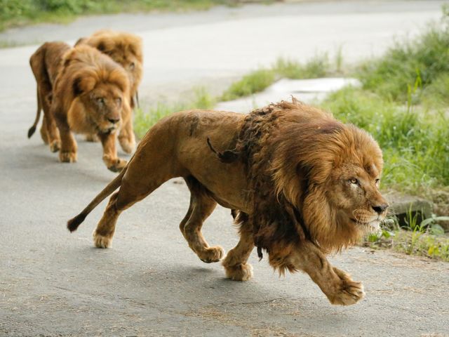 �Q�n�T�t�@���p�[�N