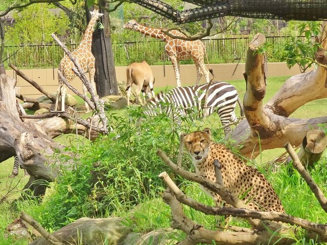 Toil퍬W_悱͂ܓY[VA