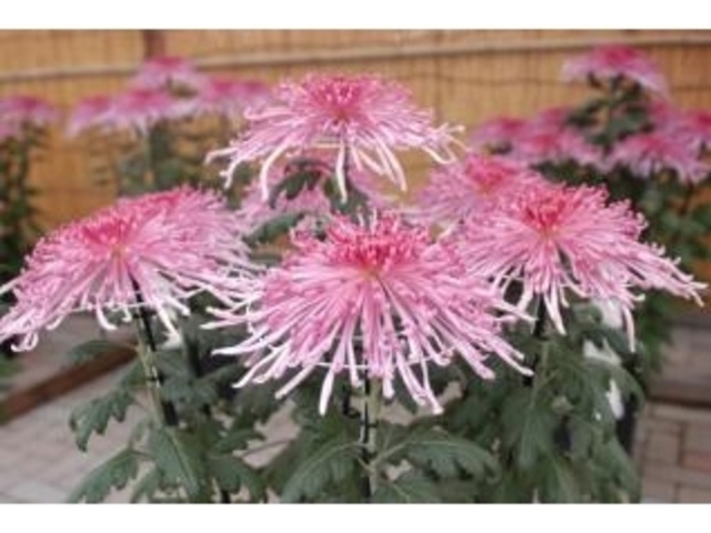 ��v�s���|�A����