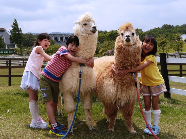 アルパカとの記念撮影_ひるがの高原 牧歌の里